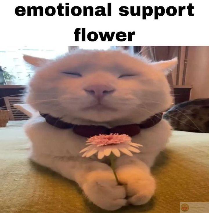 Meme mèo tặng hoa