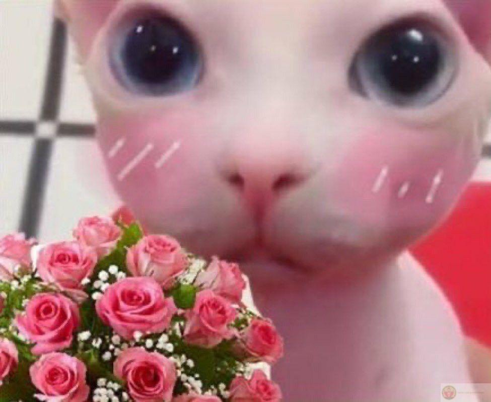 Meme mèo tặng hoa cute khiến dân mạng phát sốt vì độ ngây ngô cực dễ thương