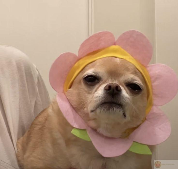 Hình chế tặng hoa tulip tạo vibe lãng mạn nhưng vẫn giữ sự hài hước dí dỏm