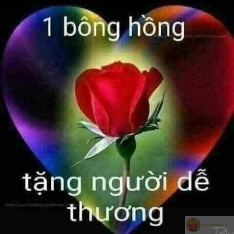 Loạt ảnh chế tặng hoa mang vibe dí dỏm giúp group chat thêm phần rộn ràng