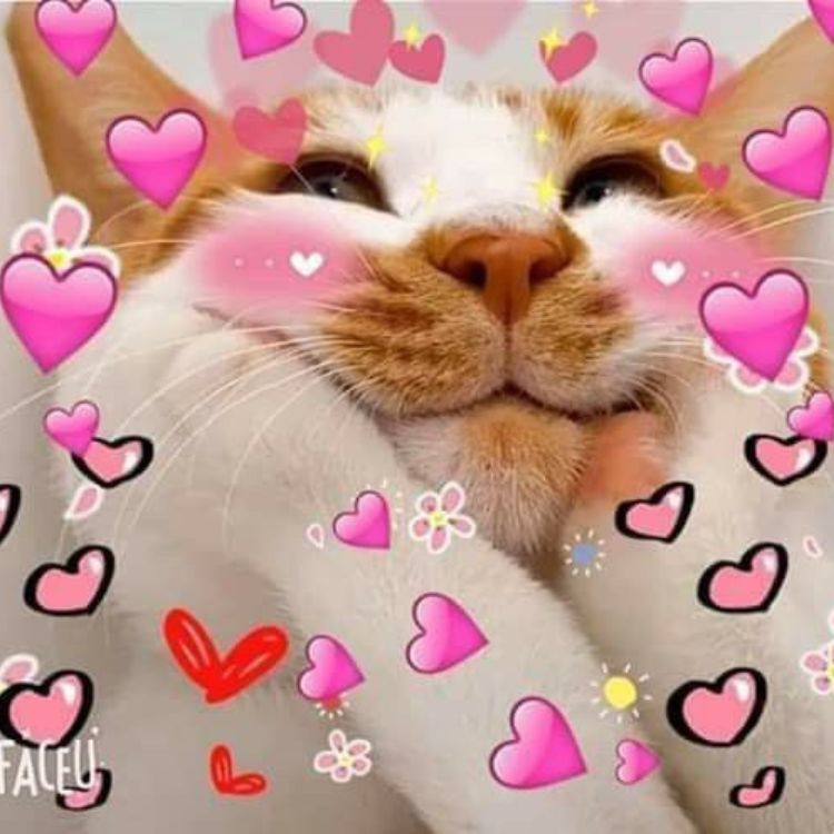 Meme tình iu mèo