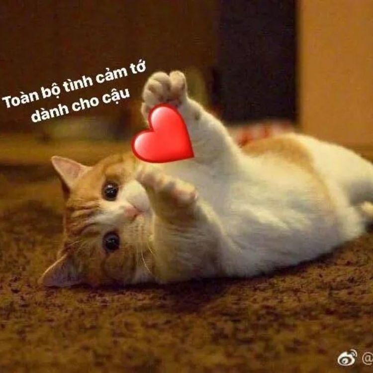 Meme tình iu mèo