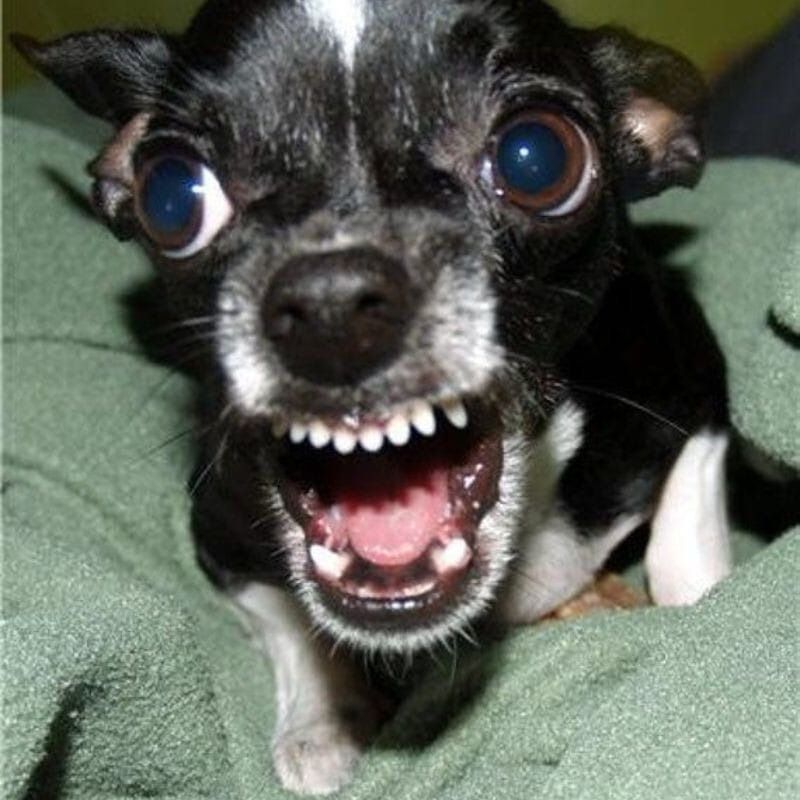 Meme tức giận hình động vật