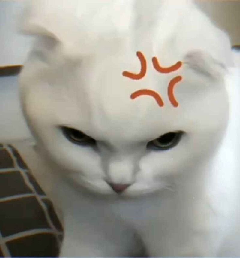 Meme tức giận hình động vật