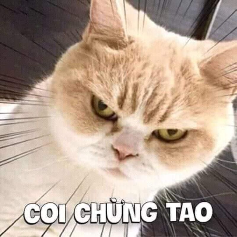 Meme tức giận hình động vật
