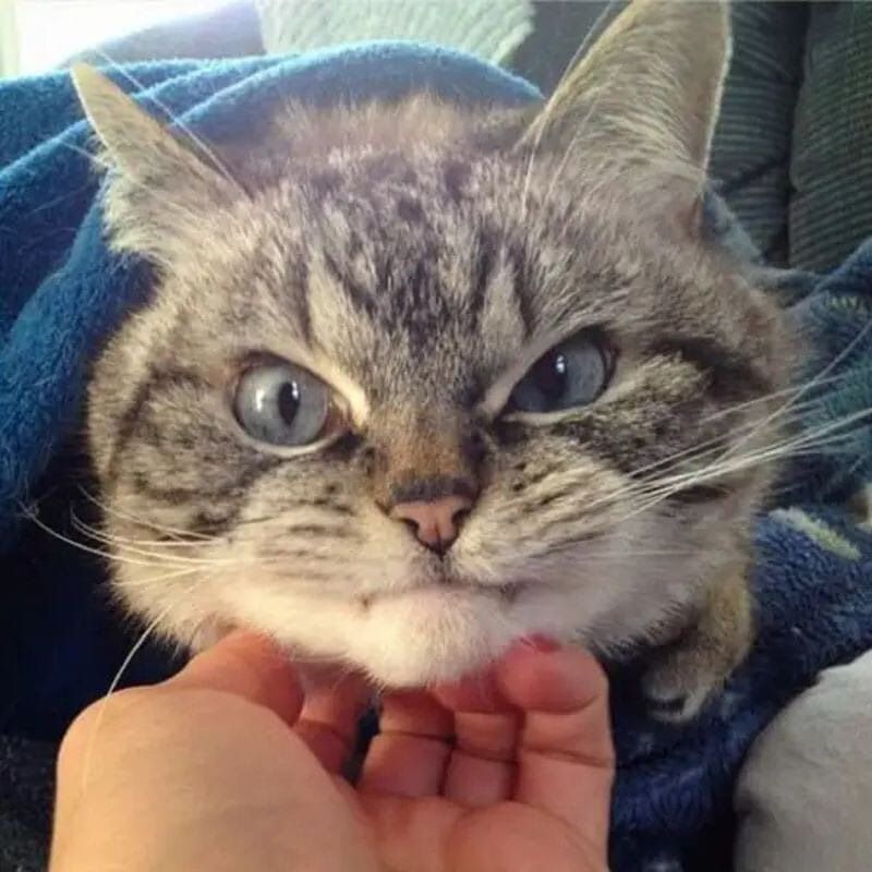 Meme tức giận hình động vật