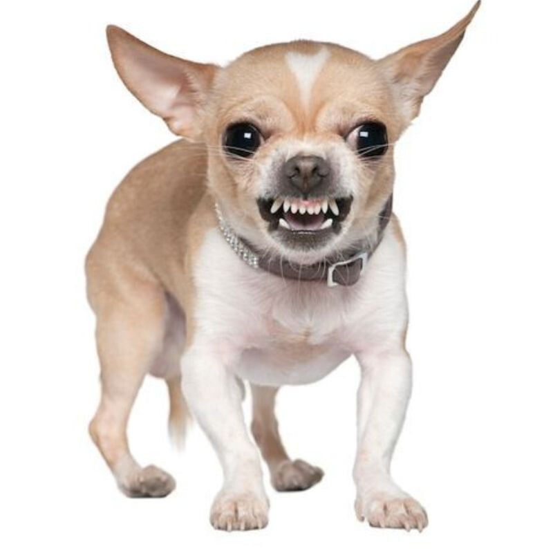 Meme tức giận hình động vật