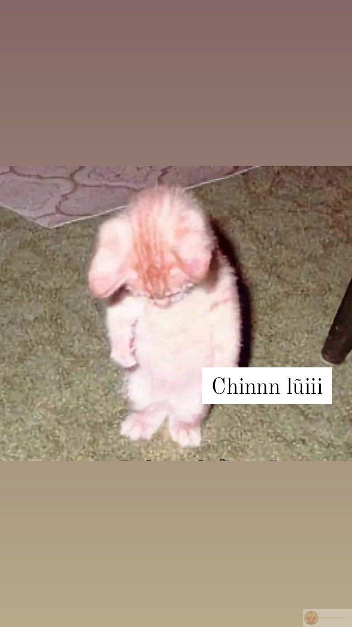 Tôi thật sự xin lỗi, nhưng tâm trạng không hợp