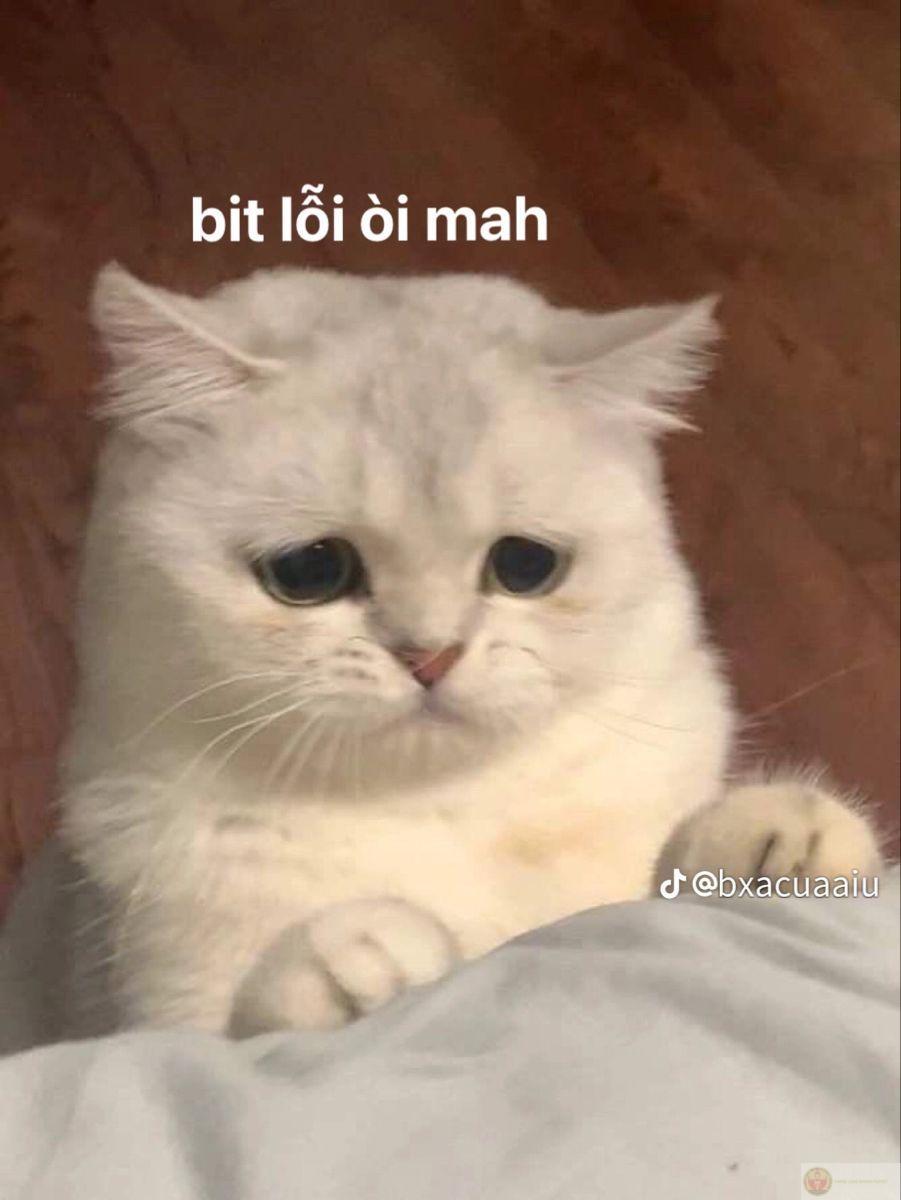 Đôi khi xin lỗi để yên chuyện chứ không vì sai