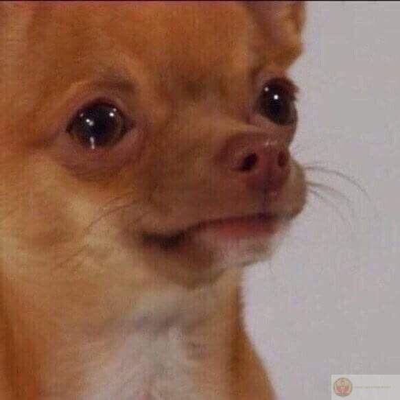 Xin lỗi nha, lần sau sẽ không… bị phát hiện