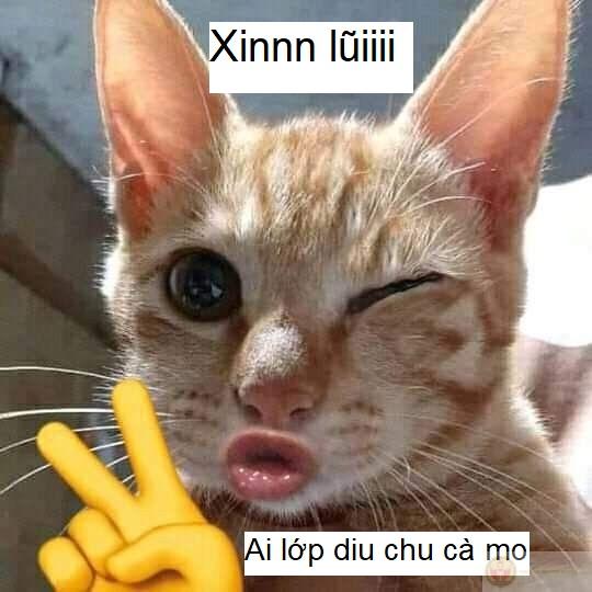 Meme mèo xin lỗi