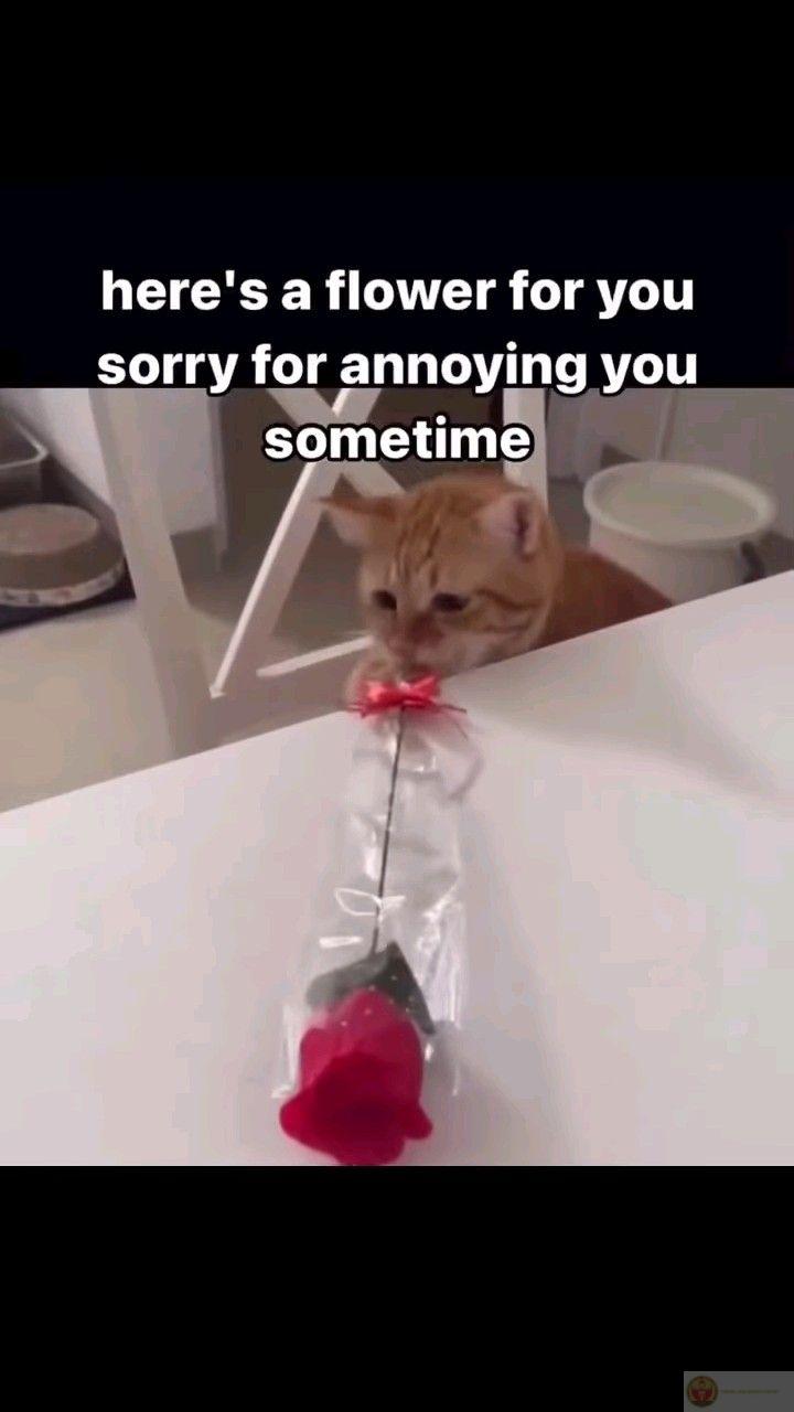 Tôi xin lỗi, nhưng là lỗi hệ thống chứ không phải cá nhân