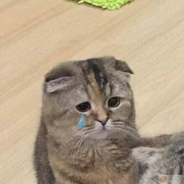 Mình xin lỗi… chỉ là quen miệng nói vậy thôi