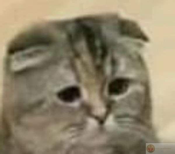 Xin lỗi chân thành, nhưng lại không có vẻ gì