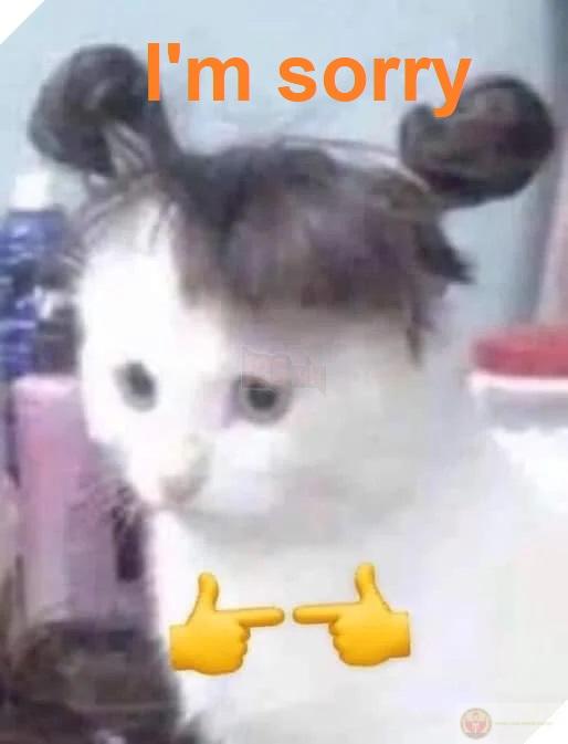 Ảnh meme xin lỗi