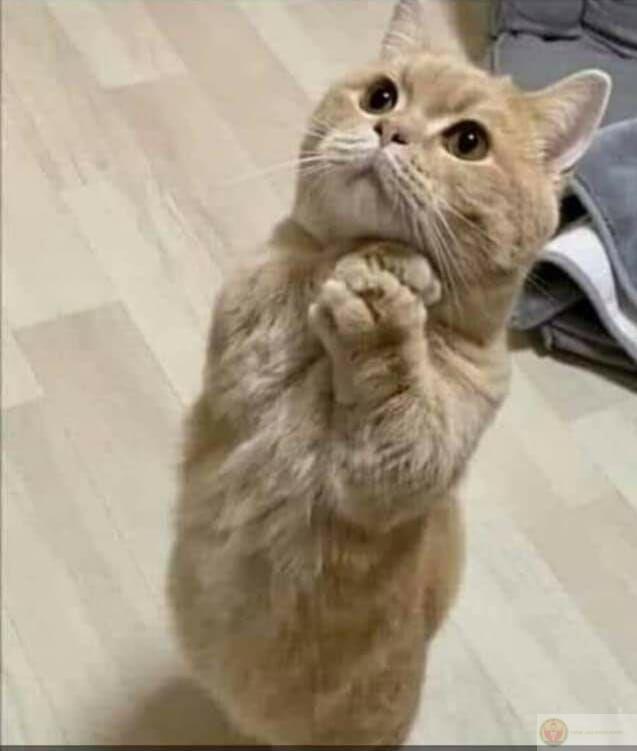 Mặt xin lỗi mà tim thì muốn cười to