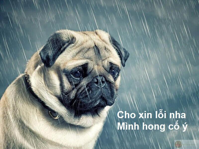 Meme xin lỗi đáng yêu
