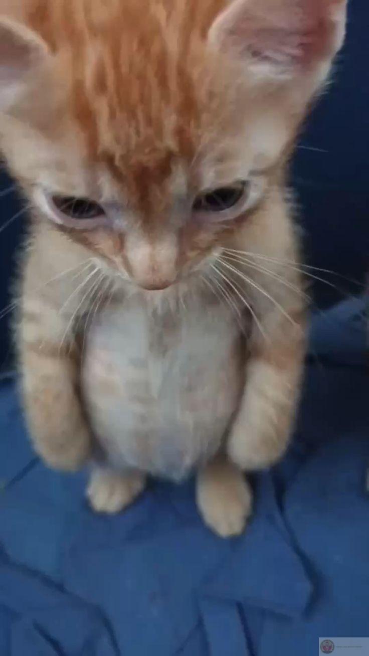 Mỗi lần sai là mỗi lần luyện giọng xin lỗi