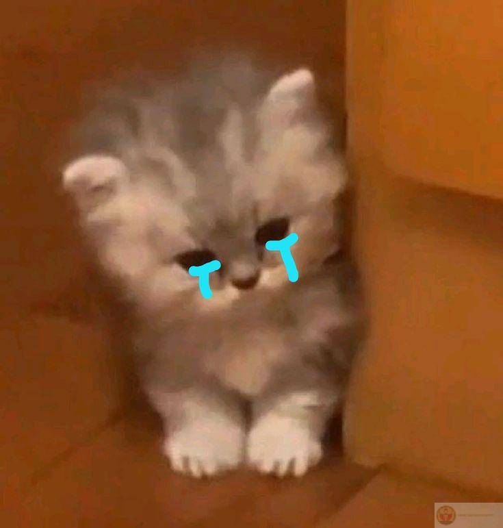 Thành thật xin lỗi, dù có hơi buồn cười thật