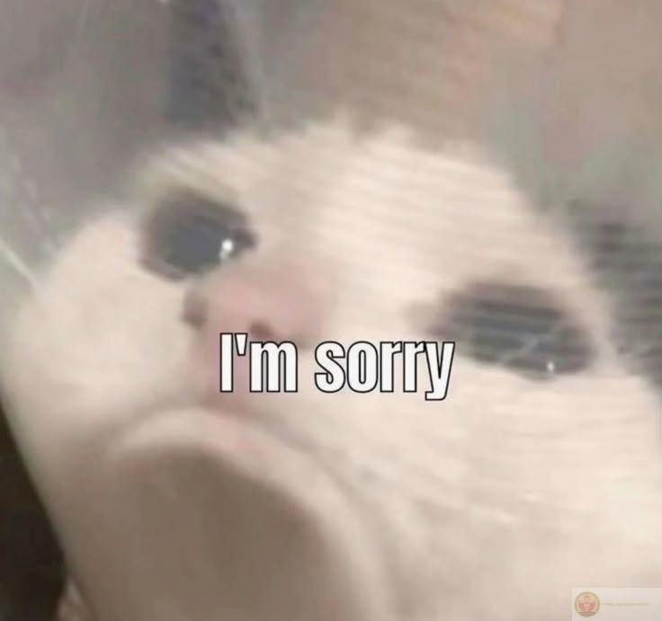 Một lời xin lỗi chân thành trong ánh mắt ngơ ngác