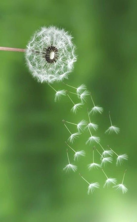 hình nền màu xanh lá nhạt