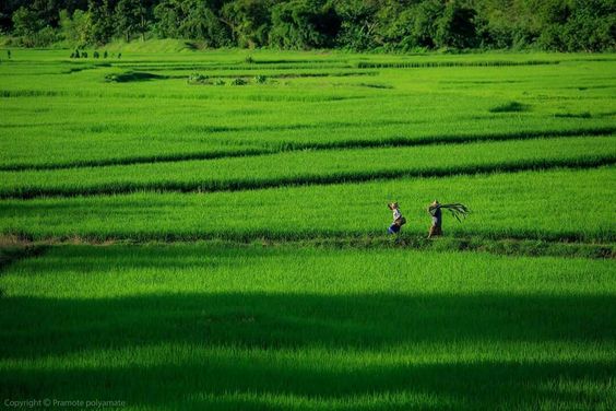 hình nền màu xanh lá cây cho iphone