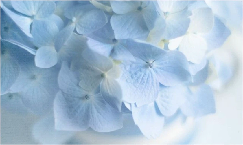 Hình nền màu xanh dương bông hoa pastel