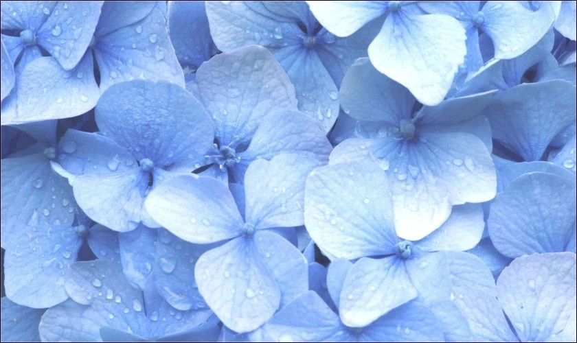 Nền bông hoa tone xanh dương nhẹ nhàng