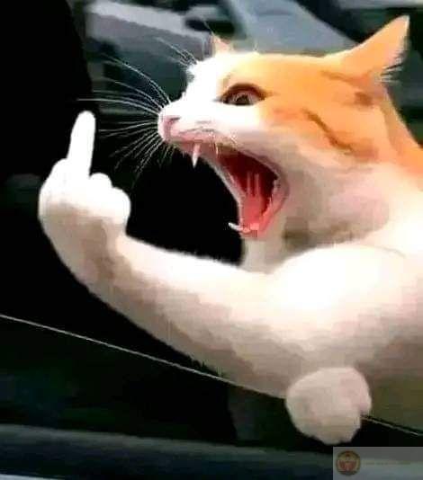 Ngón tay thối meme được cộng đồng ưa chuộng bởi sự mỉa mai châm biếm tinh nghịch