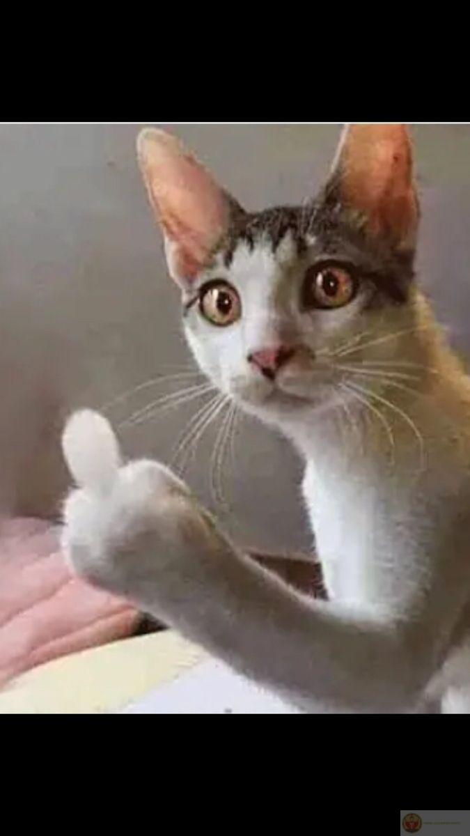 Ngón tay thân thiện meme biến cử chỉ