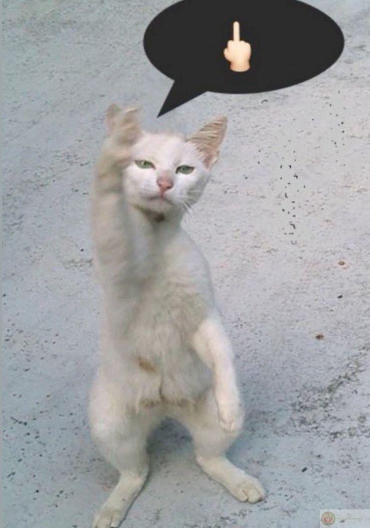 Ảnh ngón tay giữa meme trở thành nguồn cảm hứng chế hài cho cộng đồng mạng