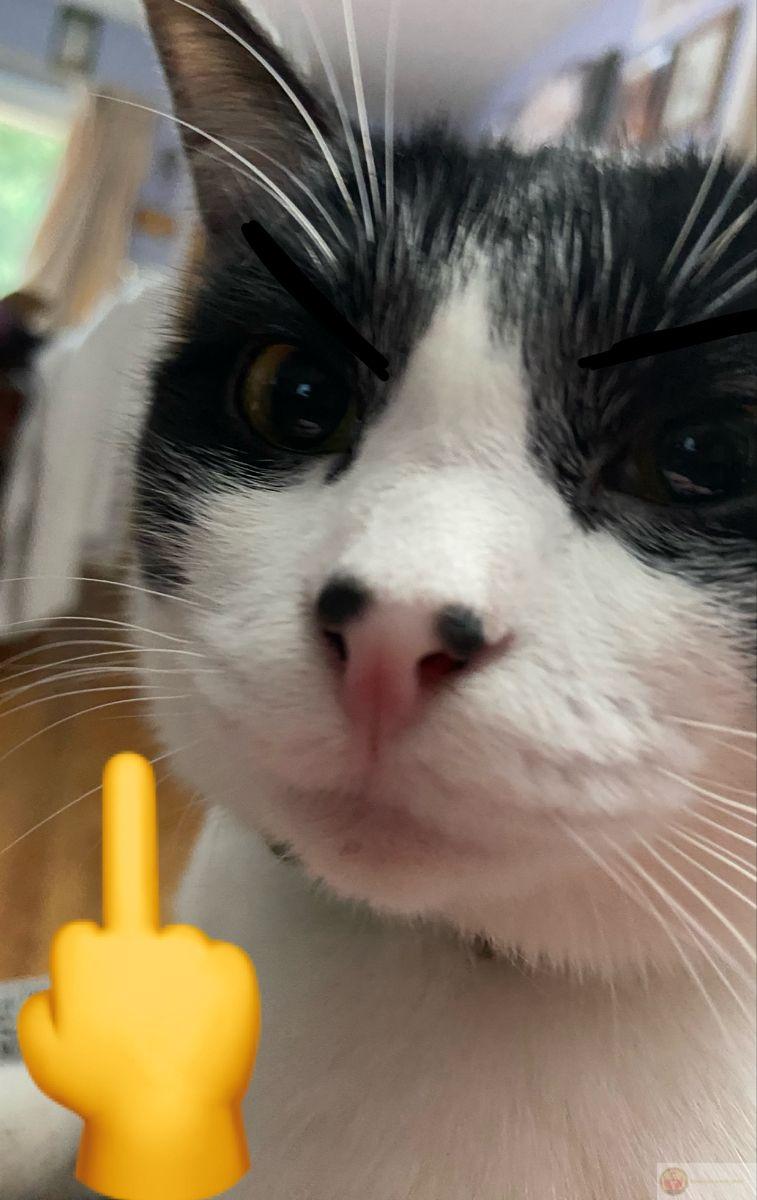 Một cái fuck you có thể chấm dứt cuộc cãi vã kéo dài mệt mỏi