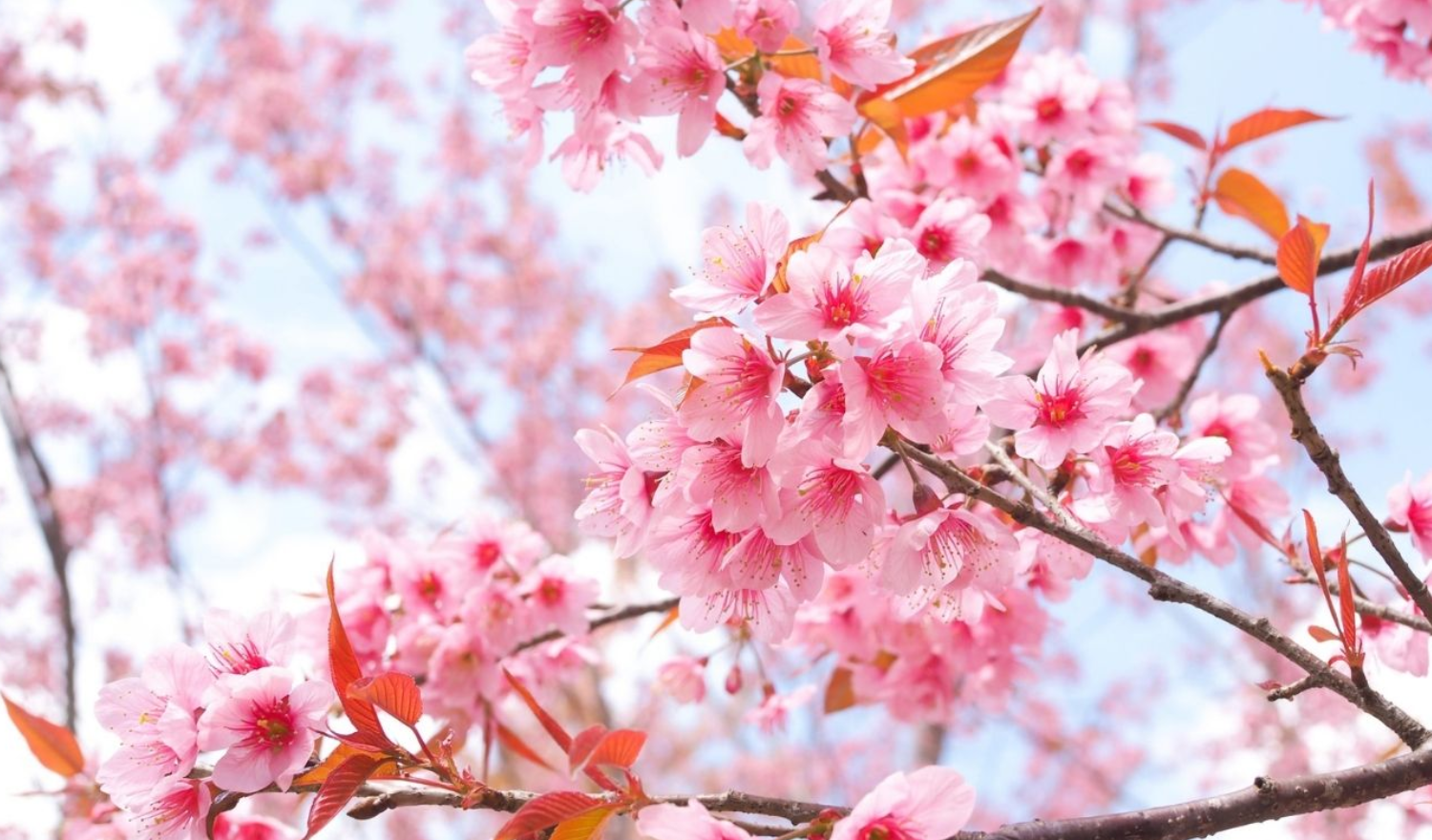 Những bông hoa đào tuyệt đẹp