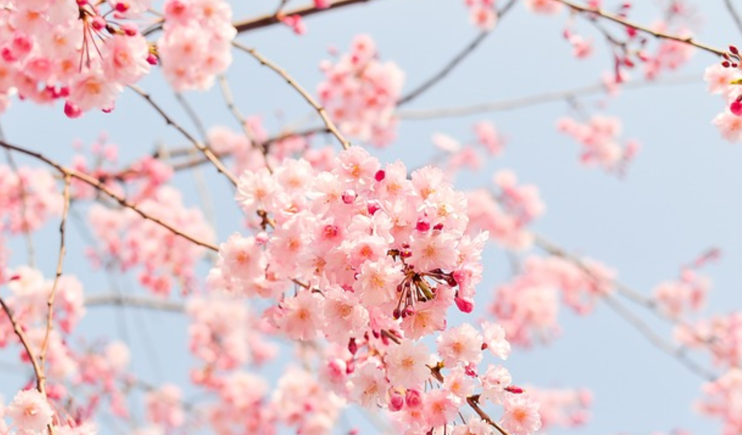 Hoa đào đua nhau nở rộ