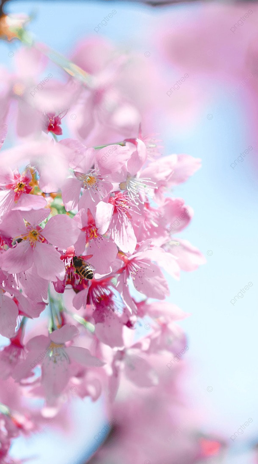 Hoa đào mỏng manh