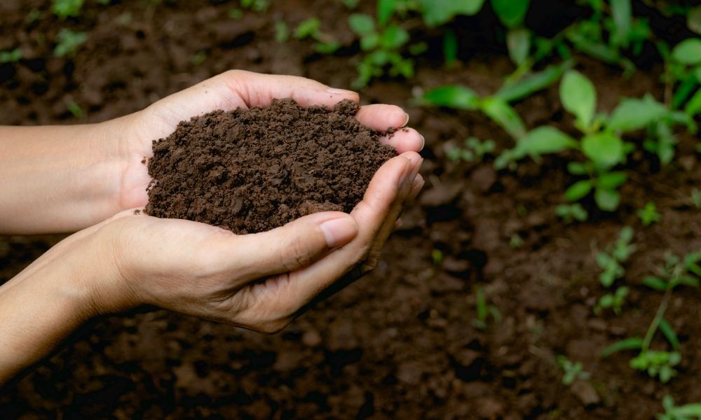 Mỗi loại đều có đặc điểm sinh học riêng, phù hợp với từng loại cây trồng