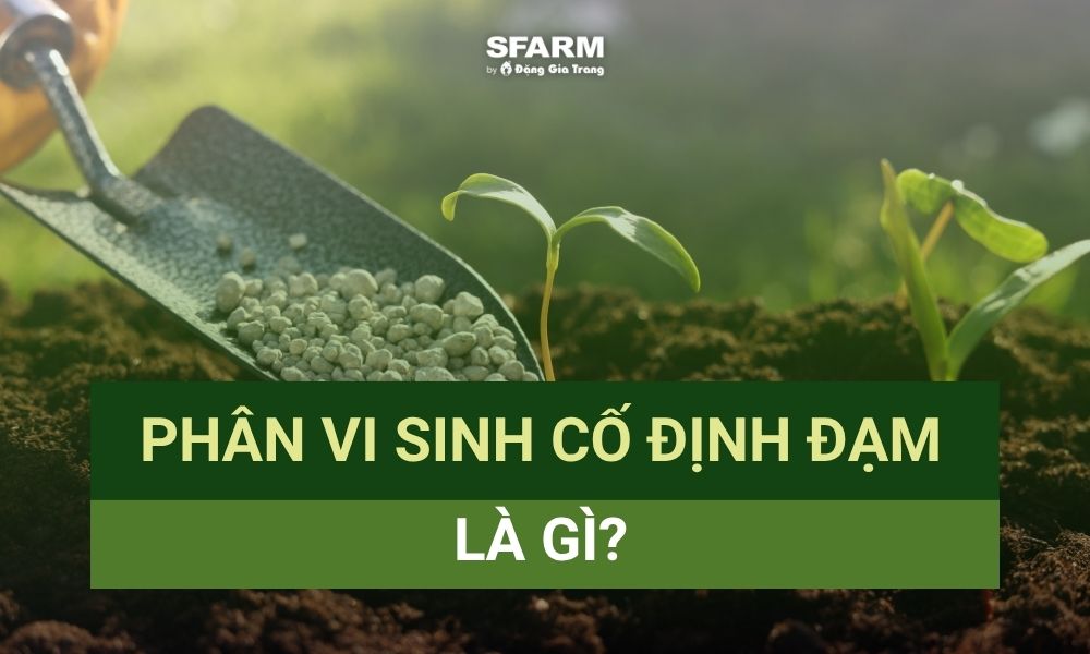 Phân vi sinh cố định đạm là gì? Cách sử dụng hiệu quả