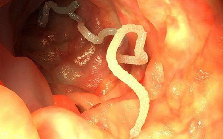 Một số loài sán sinh sản dưới hình thức đa phôi