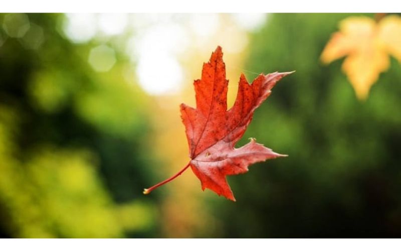 Toàn bộ lý thuyết hay nhất về sự rơi tự do và bài tập thực hành (Vật Lý 10 bài 4)