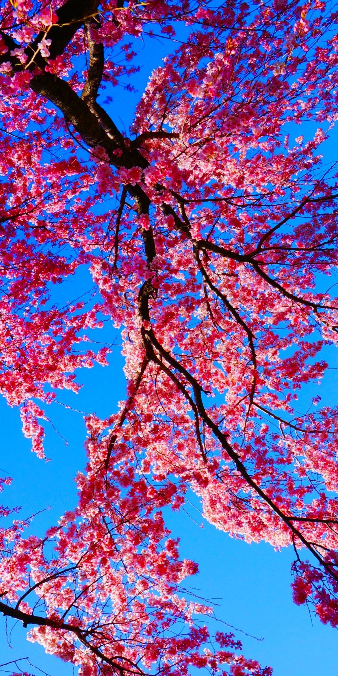 hình nền zalo vui vẻ, tích cực