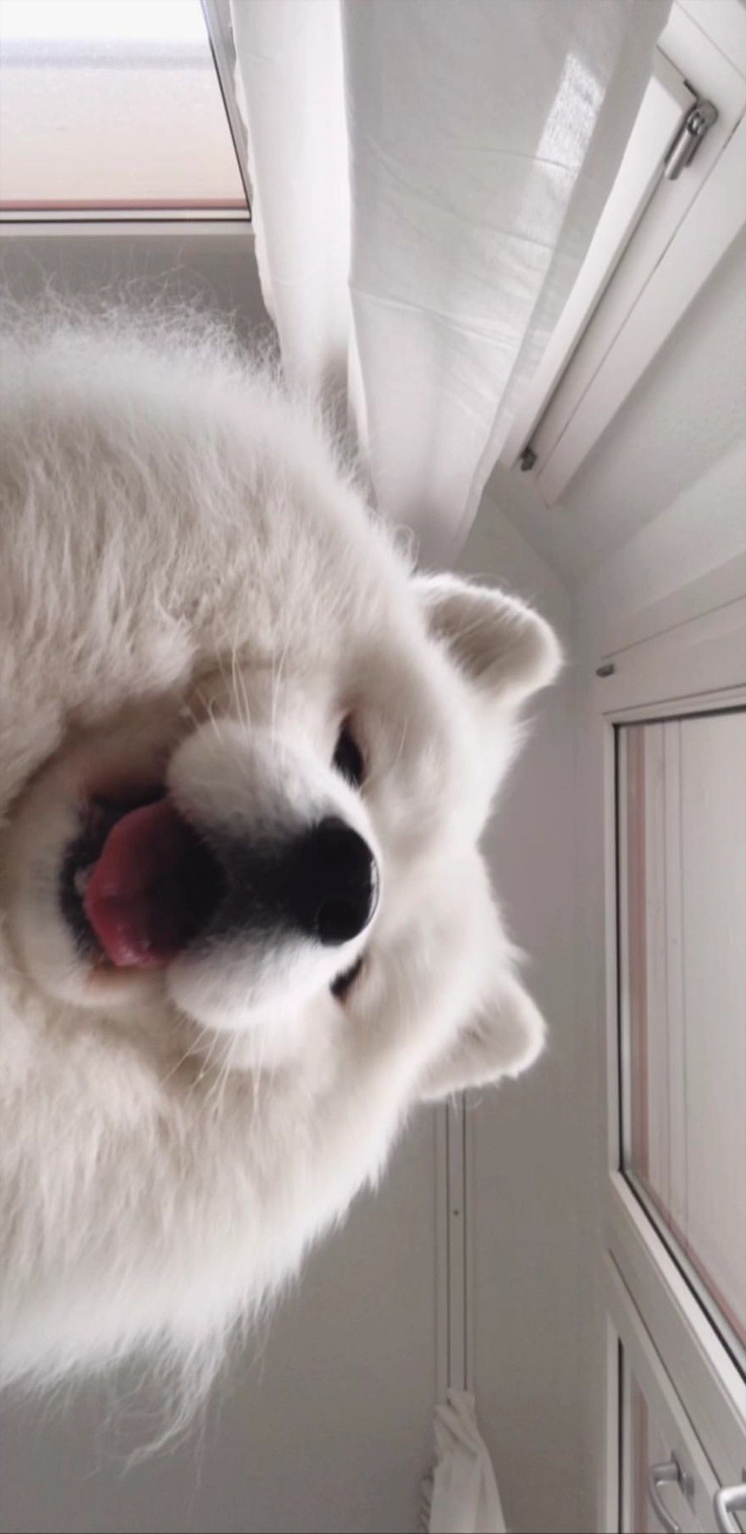 hình nền zalo chủ đề động vật, thú cưng đáng yêu