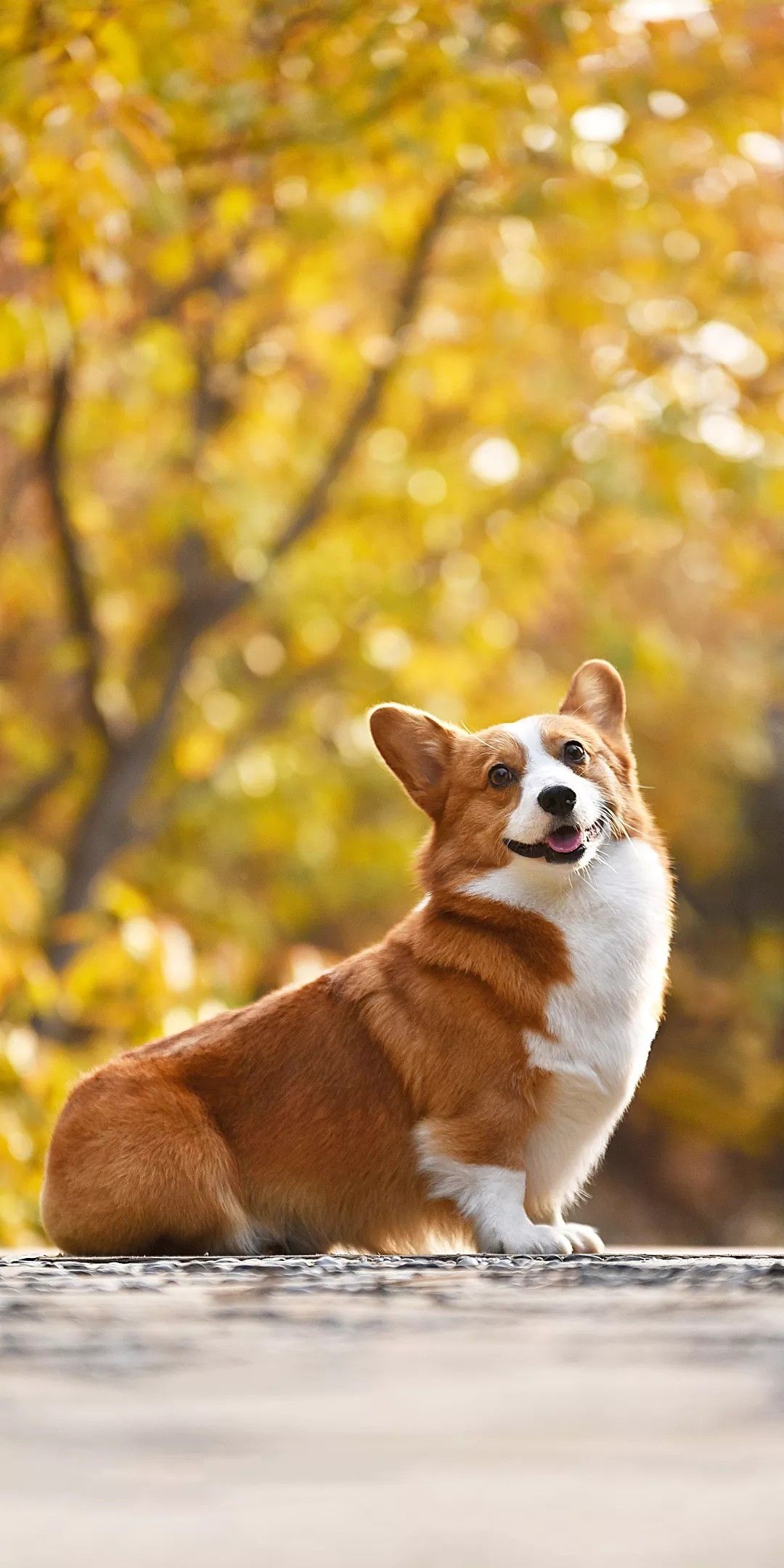 hình nền zalo chủ đề động vật, thú cưng đáng yêu