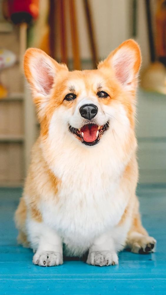 hình nền zalo chủ đề động vật, thú cưng đáng yêu