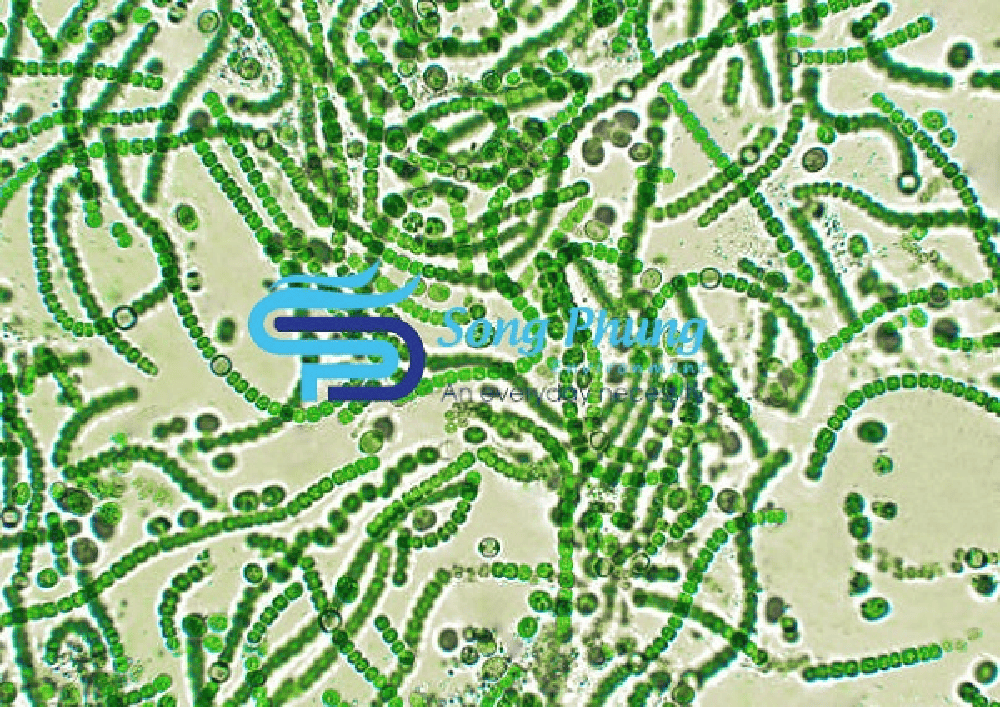 Vi khuẩn lam (cyanobacteria) là gì? Đặc điểm, cấu tạo, ứng dụng
