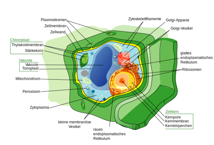 sinh-ly-hoc-thuc-vat