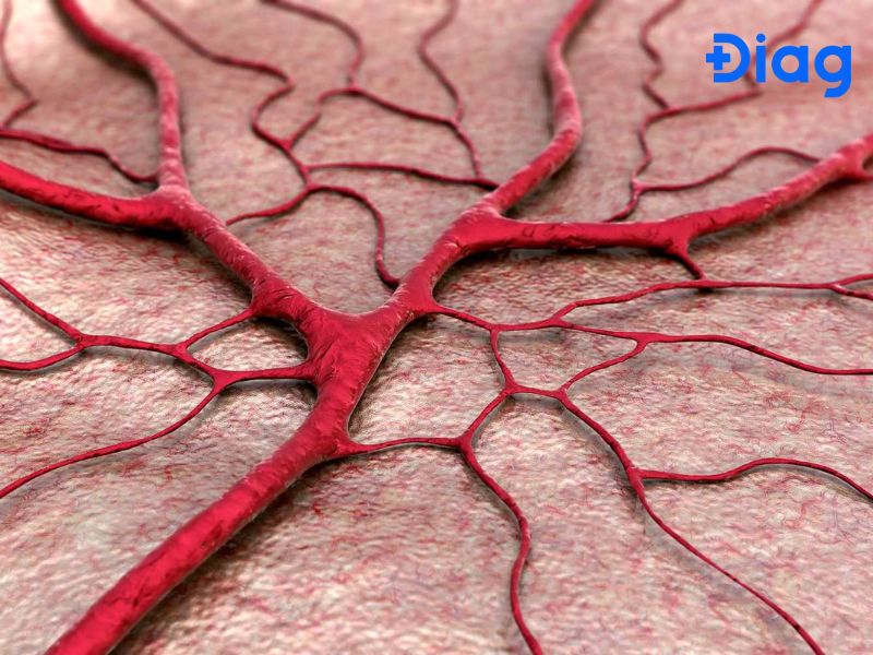 huyet ap thap nhat o dau trong he mach