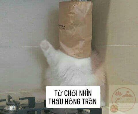 Cái chau mày nhỏ bé cũng đủ để khắc họa rõ ràng sự không đồng ý hài hước