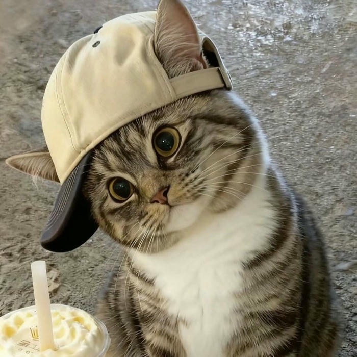 meme avatar phong cách vui nhộn