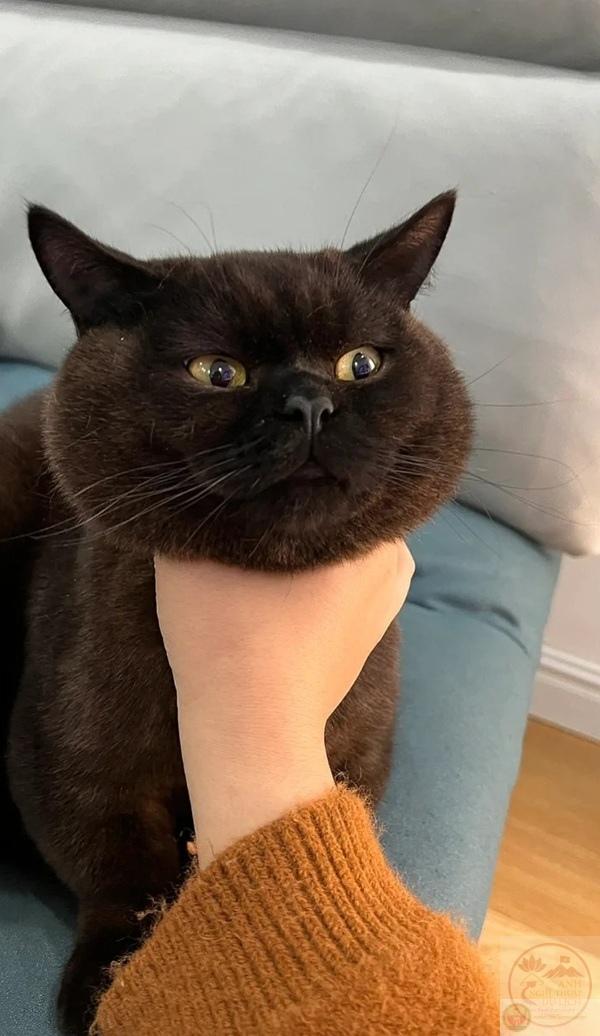 meme bóp cổ cái bóng