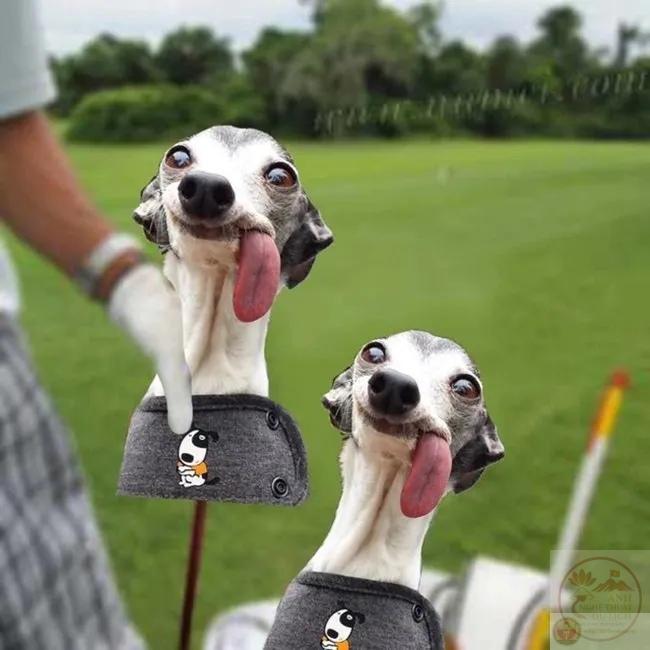 hình bóp cổ cái bóng phản ứng ngộ nghĩnh